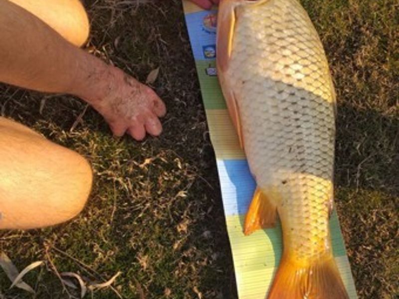 An image showing a person measuring a fish on a mat, which is not relevant to the residential property audit.
