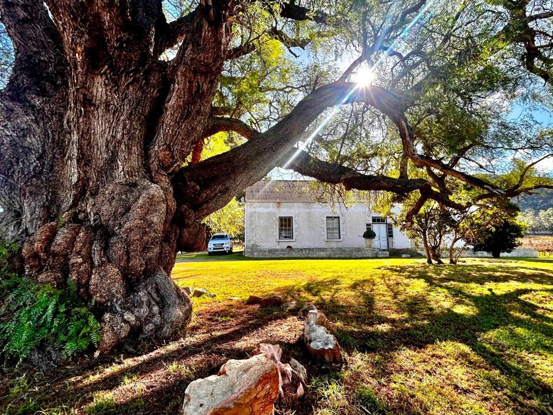 A charming farmhouse exterior featuring a classic corrugated metal roof, traditional sash windows, and a large, mature tree in the foreground.