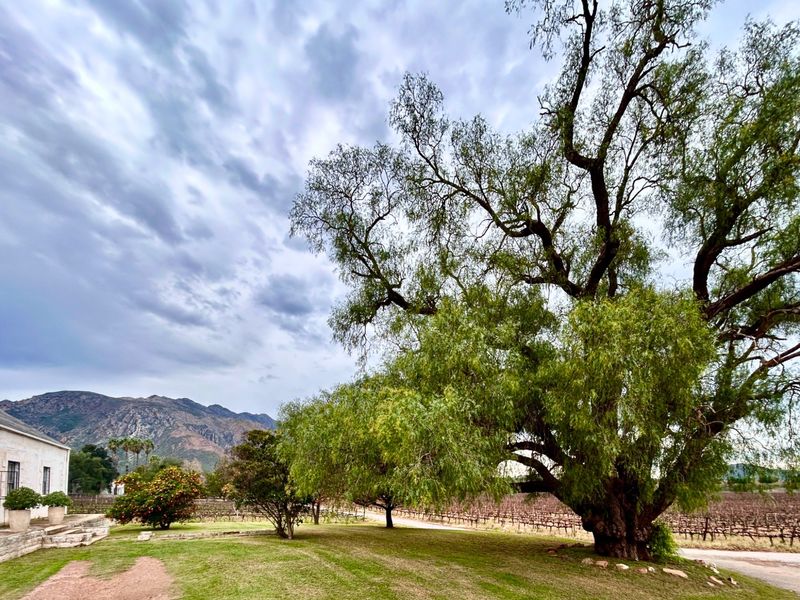 A scenic farm garden featuring a large mature willow tree, manicured lawn, and views of the surrounding vineyard and mountains.