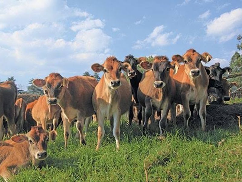 A view of a farm pasture featuring grazing cattle and perimeter wire fencing.