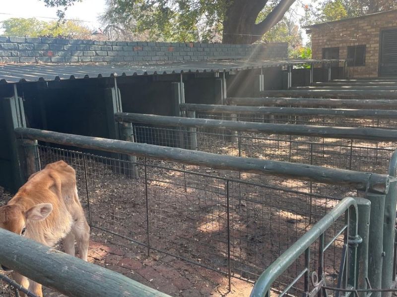 Outdoor livestock holding pens featuring timber rail fencing, wire mesh enclosures, and a covered corrugated roof structure on a farm property.