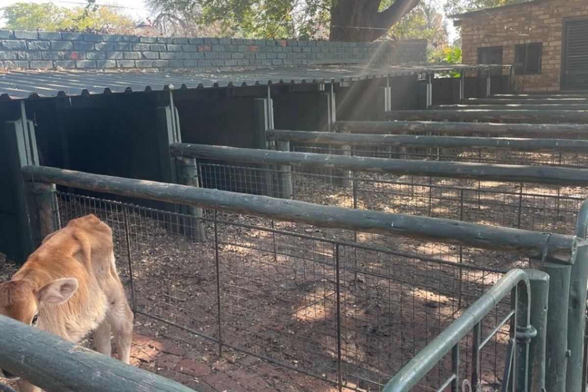 Outdoor livestock holding pens featuring timber rail fencing, wire mesh enclosures, and a covered corrugated roof structure on a farm property.