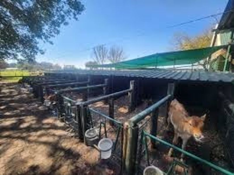 Outdoor livestock housing area featuring partitioned pens with metal roofing and shade netting structures.