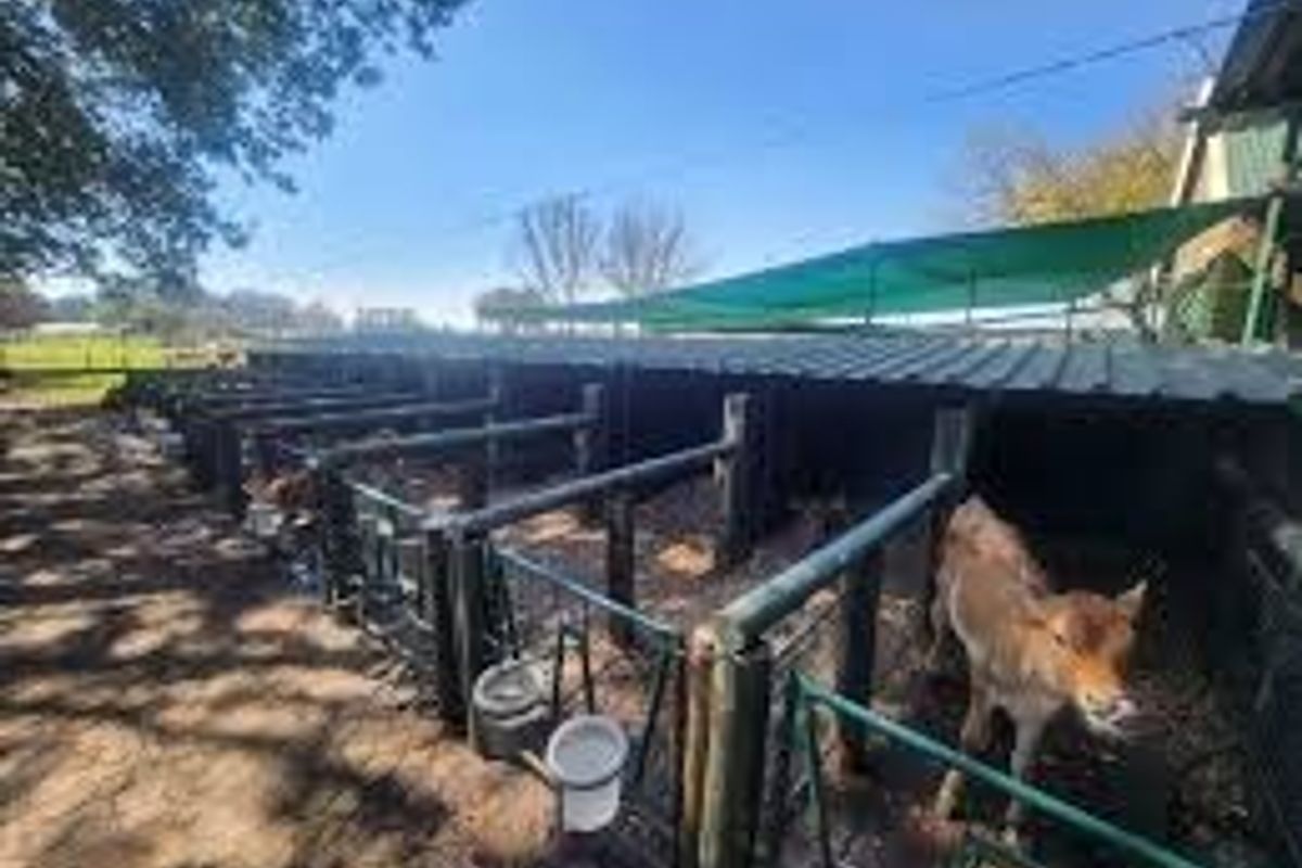 Outdoor livestock housing area featuring partitioned pens with metal roofing and shade netting structures.