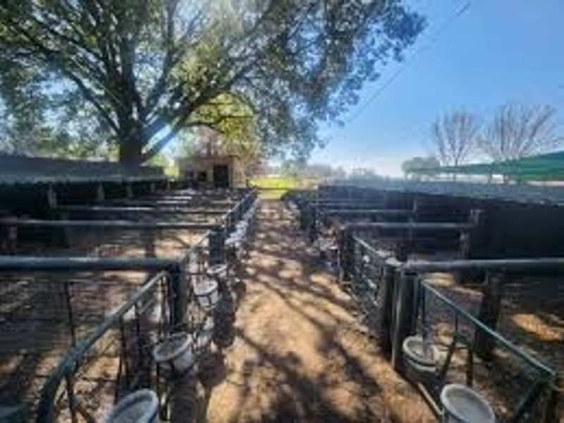 Outdoor livestock holding area featuring multiple pens with metal fencing, feeding troughs, and overhead shade netting on a farm property.