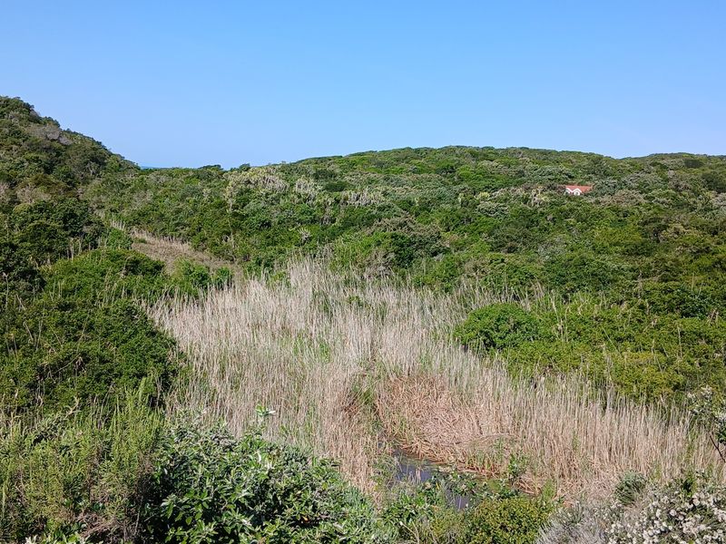 A scenic view of the natural landscape featuring dense indigenous vegetation and a wetland area on the small holding property.
