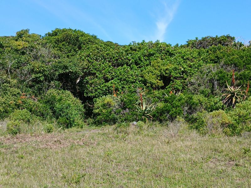 A view of the natural garden area featuring established indigenous shrubs and aloe plants on the small holding property.