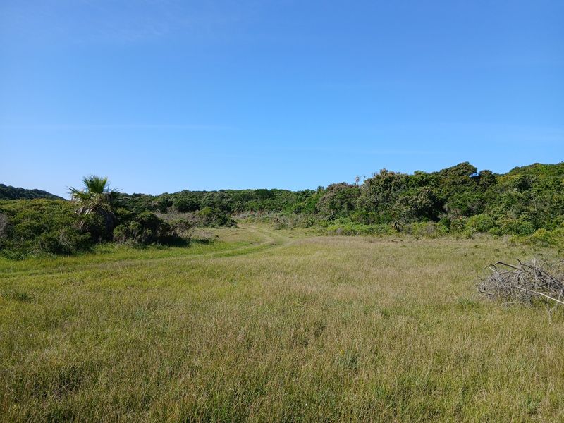 A wide-angle view of the natural grassland and indigenous vegetation on the small holding property.