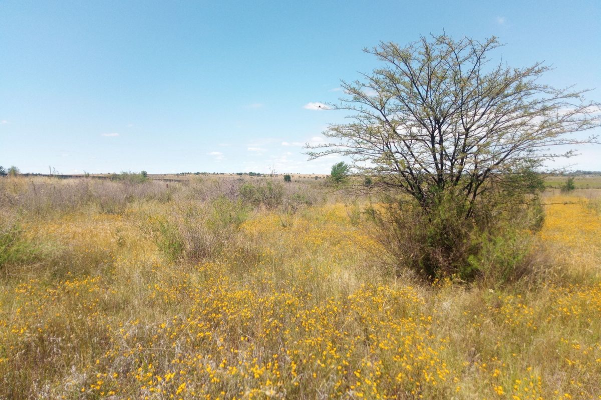 A view of an expansive, undeveloped plot of land featuring natural vegetation and wildflowers under a clear blue sky.