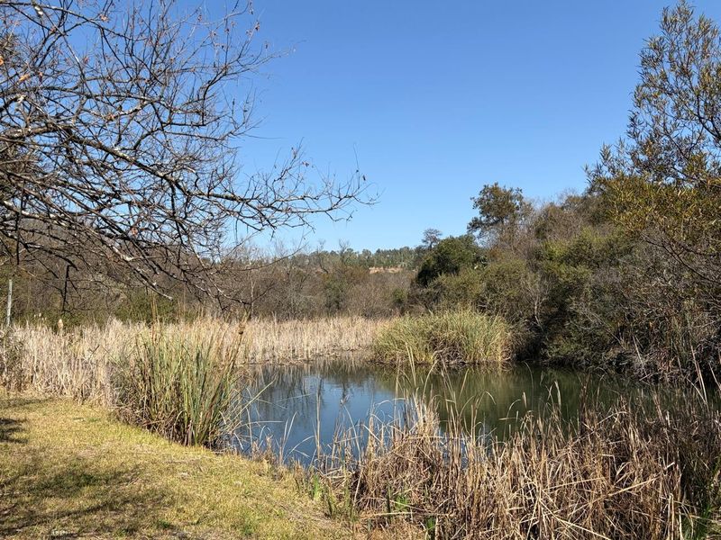A scenic view of a natural pond surrounded by indigenous reeds and trees on the farm property.
