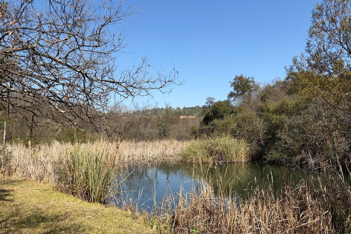 A scenic view of a natural pond surrounded by indigenous reeds and trees on the farm property.