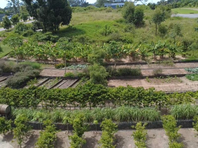 An aerial view of a well-maintained terraced garden featuring structured planting beds, retaining walls, and established vegetation within a residential estate setting.