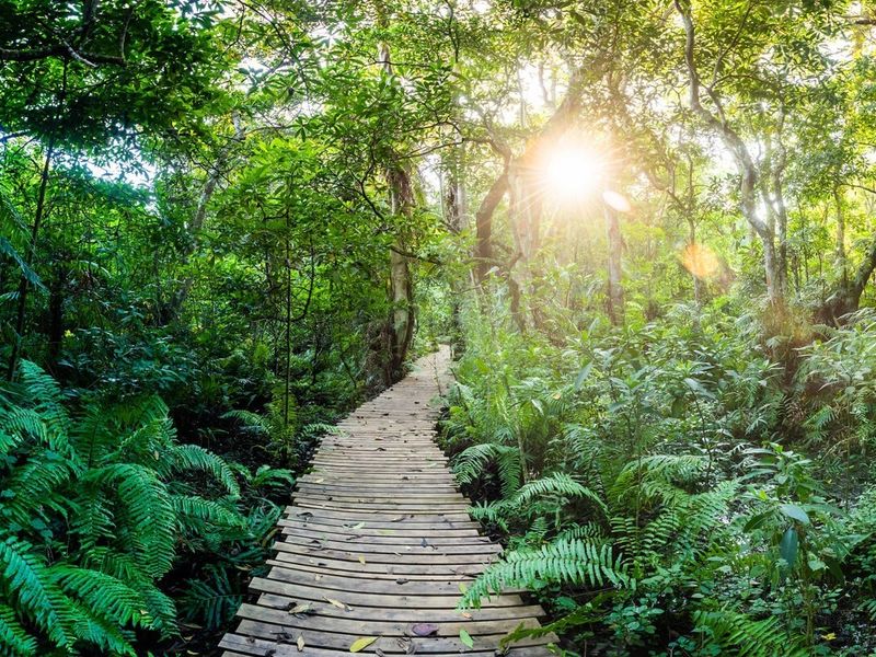 A scenic wooden boardwalk path winding through a lush, sunlit forest garden with dense native vegetation and mature trees.