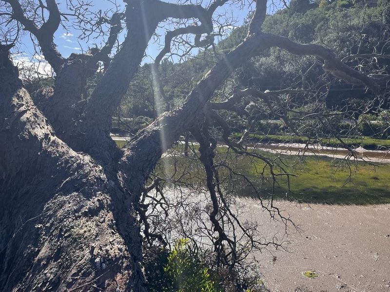 A scenic view of the natural landscape featuring a large mature tree overlooking a muddy riverbank and hillside.