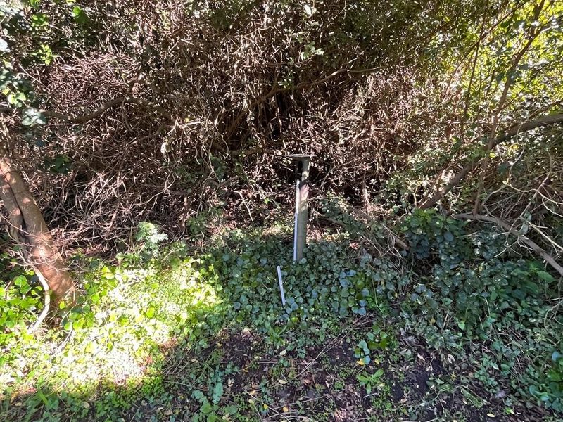 A view of a densely overgrown garden area featuring a utility post partially obscured by thick vegetation and ground cover.
