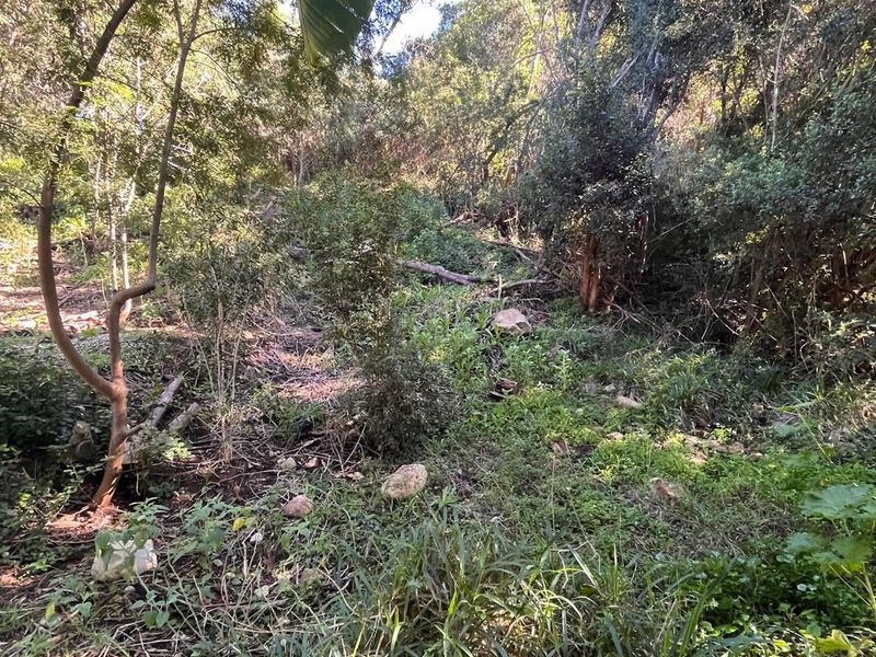 A view of the natural, undeveloped residential land featuring dense native vegetation and mature trees.