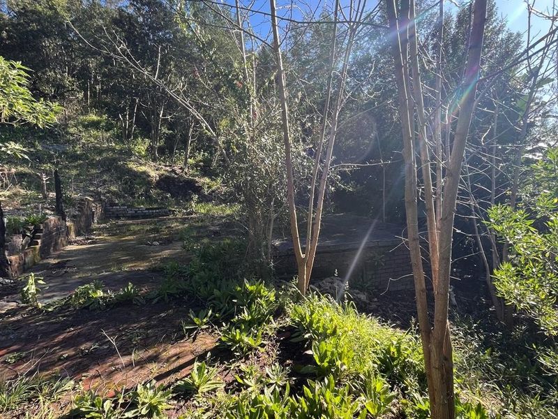 A sloped residential garden area featuring mature trees, natural vegetation, and existing stone retaining walls on a vacant land plot.