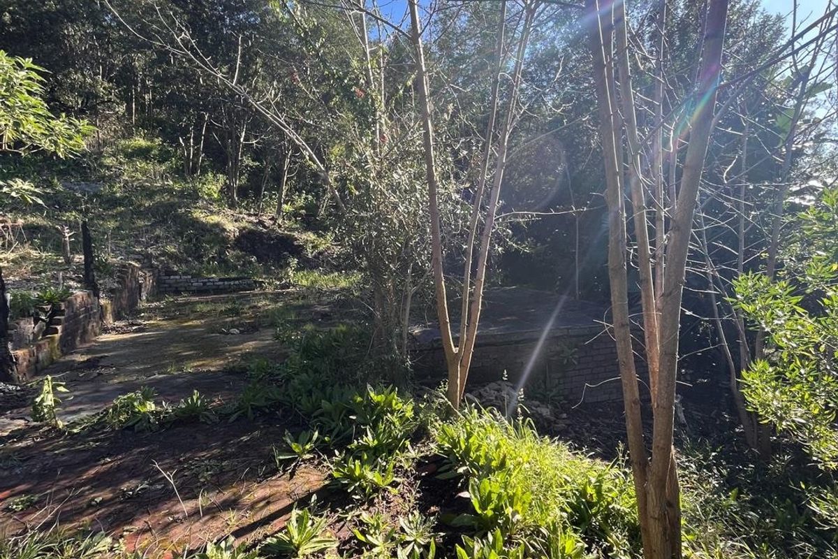 A sloped residential garden area featuring mature trees, natural vegetation, and existing stone retaining walls on a vacant land plot.