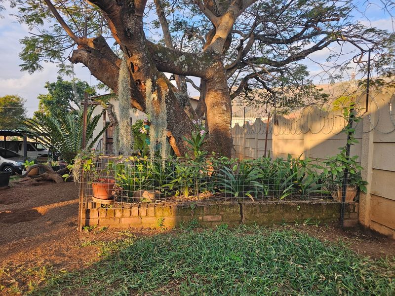 A garden area featuring a large mature tree, a low brick retaining wall with wire fencing, and a precast concrete boundary wall with security razor wire.