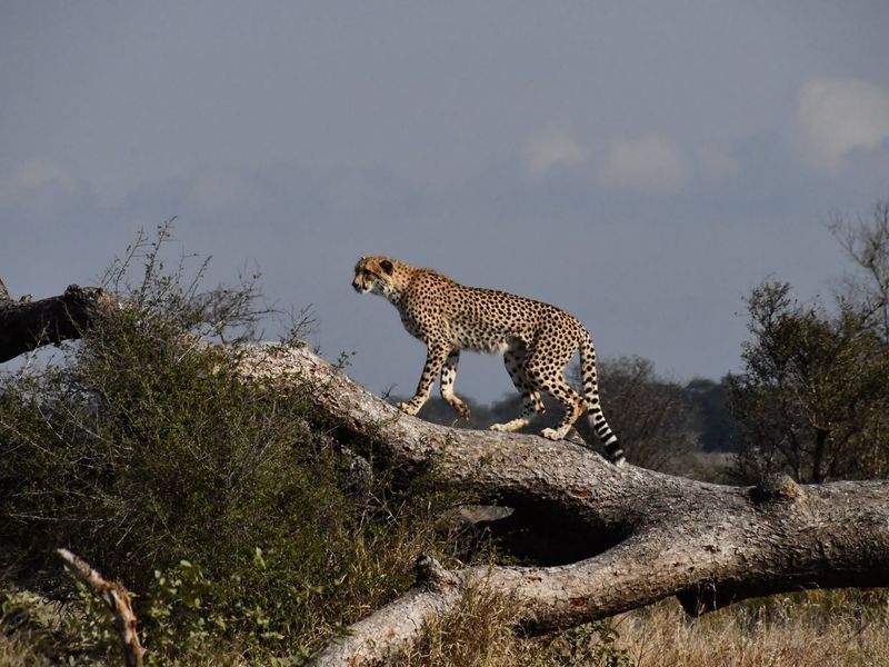 A photograph of a cheetah in a natural outdoor setting, which does not depict any real estate property features.