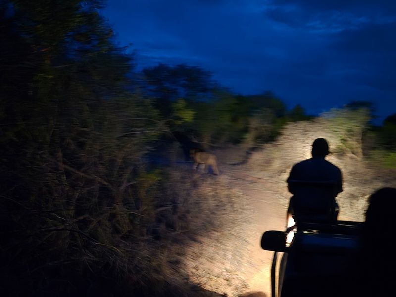 A night-time photograph showing a safari vehicle in a natural bush environment, not depicting any residential property features.