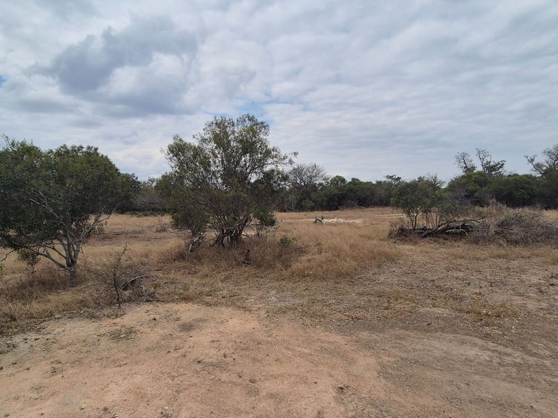 A wide-angle view of a natural, undeveloped plot of land featuring native trees and dry grass, suitable for future landscaping or development.