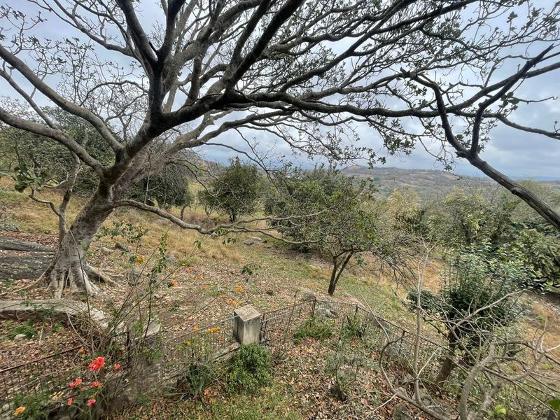 A scenic view of a natural landscape featuring mature trees, sloping terrain, and distant hills, framed by foreground vegetation and wire fencing.