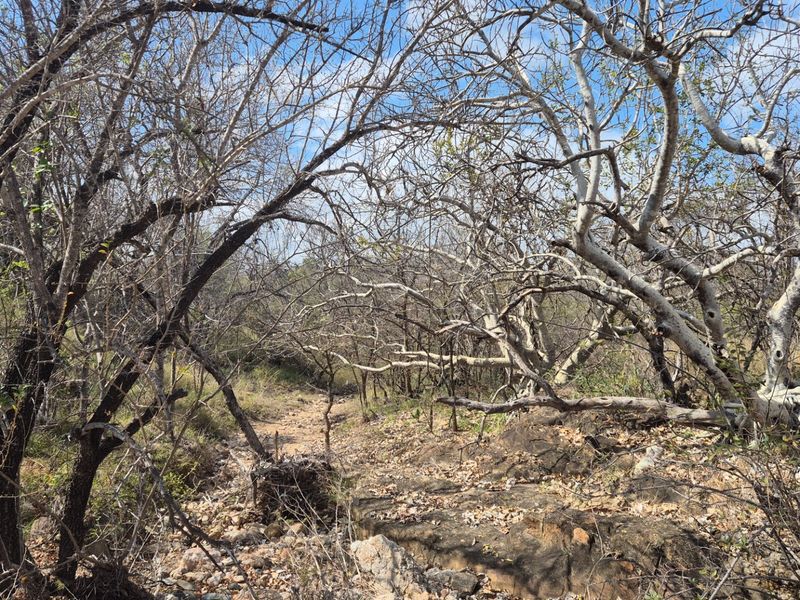 Three differently zoned, full title, properties For Sale in Mica, EREE, Hoedspruit - Photo 10