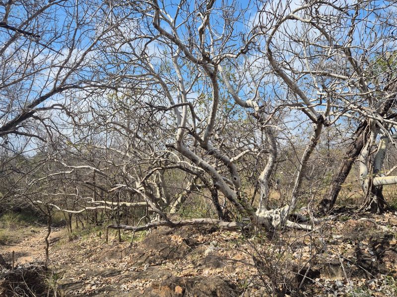 Three differently zoned, full title, properties For Sale in Mica, EREE, Hoedspruit - Photo 5