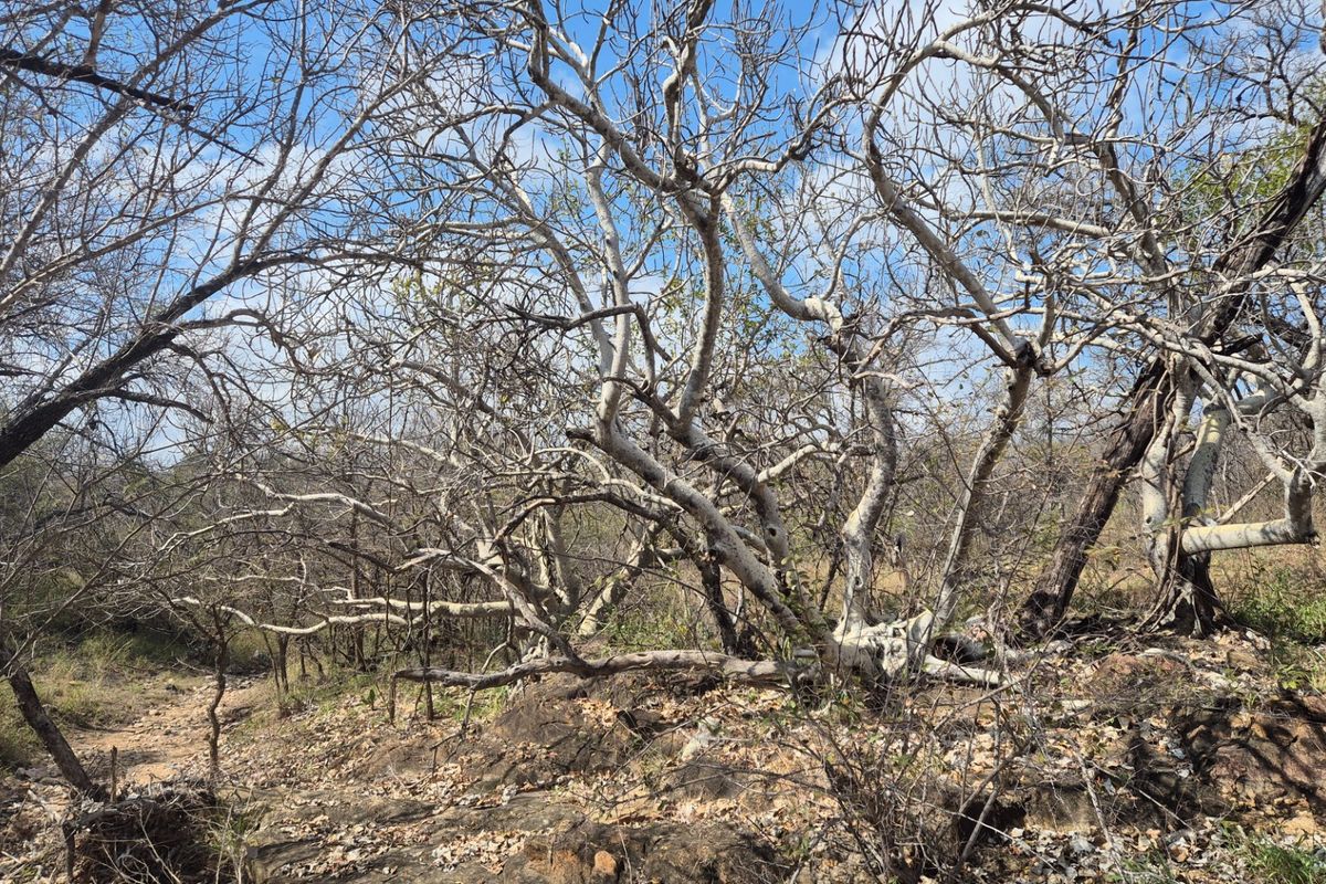 A view of the natural, undeveloped landscape featuring mature trees and rocky terrain on the residential plot.