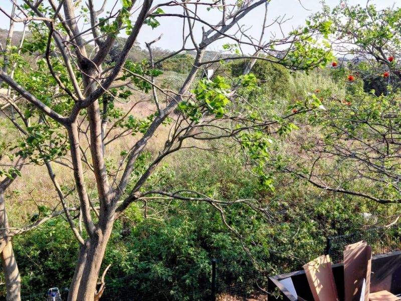 A view of a natural, undeveloped residential plot featuring mature trees and dense vegetation, enclosed by wire mesh fencing.