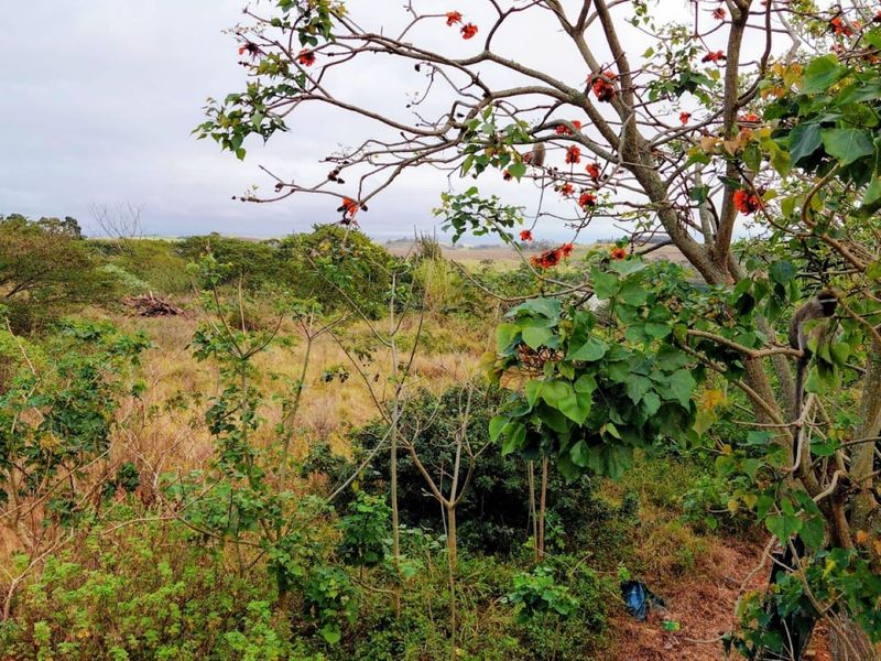 A view of the natural, undeveloped landscape featuring mature trees and native vegetation on the residential vacant land.