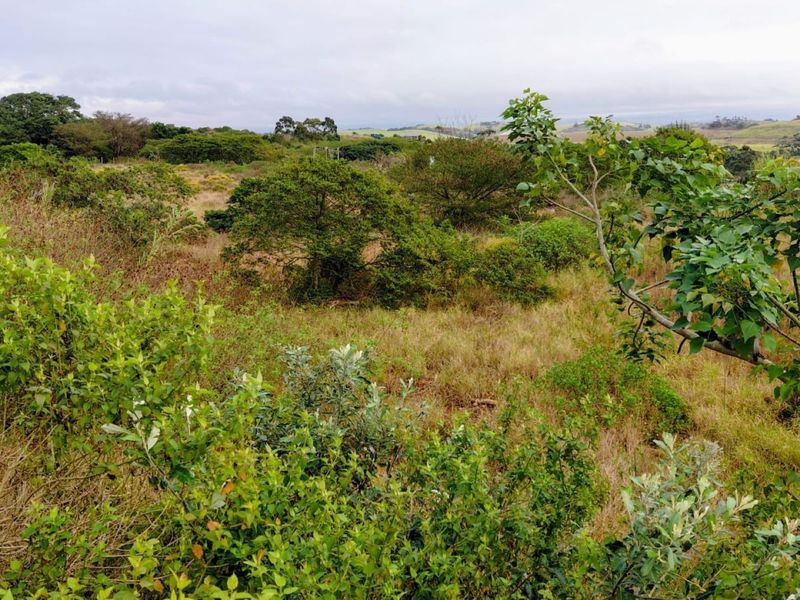 A view of the natural landscape and native vegetation on the vacant residential land.