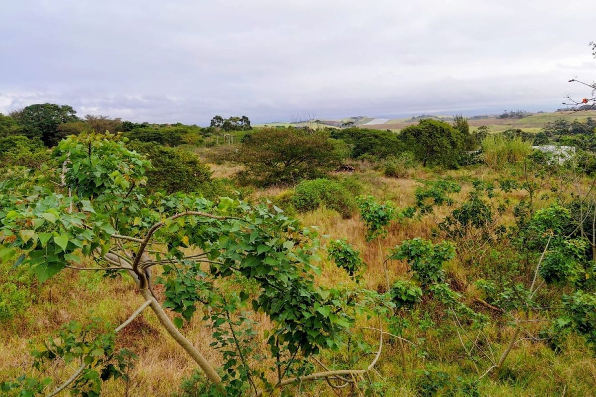 A view of the vacant residential land featuring natural vegetation and rolling landscape.