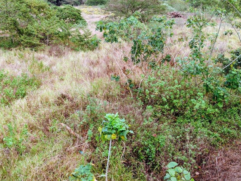 An elevated view of a vacant residential plot featuring natural grassland and scattered native vegetation.