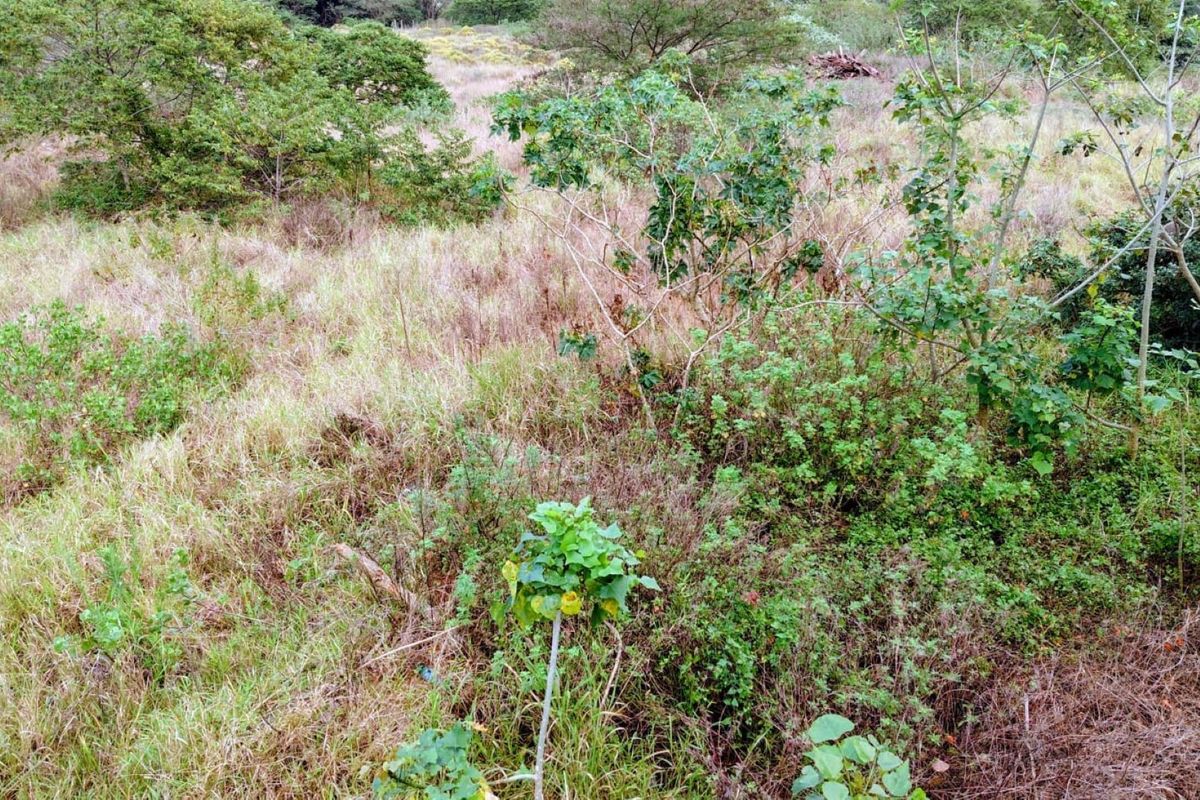 An elevated view of a vacant residential plot featuring natural grassland and scattered native vegetation.