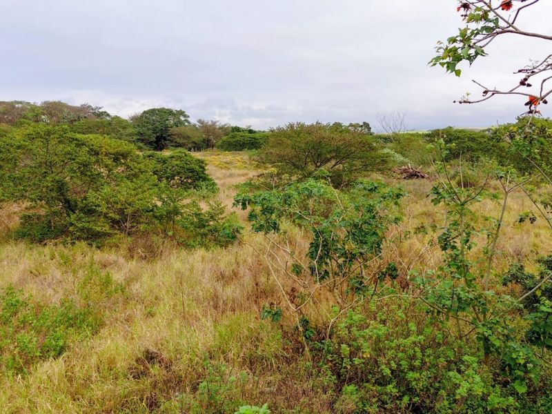 A view of the vacant residential land featuring natural vegetation and open grassland.