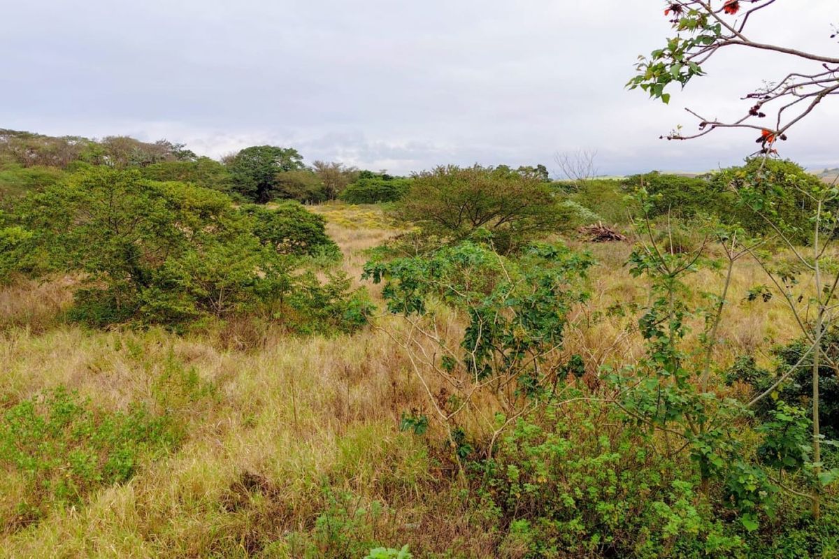 A view of the vacant residential land featuring natural vegetation and open grassland.