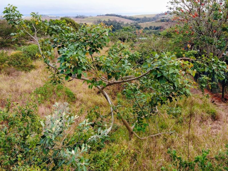 A view of the natural landscape and surrounding terrain from the vacant residential property.