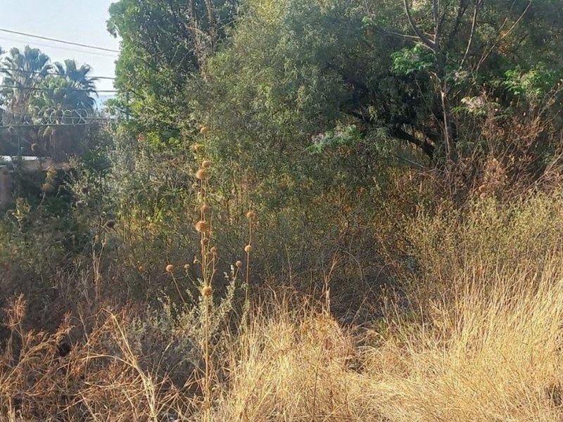 A view of a vacant residential plot featuring dense, overgrown vegetation and mature trees.