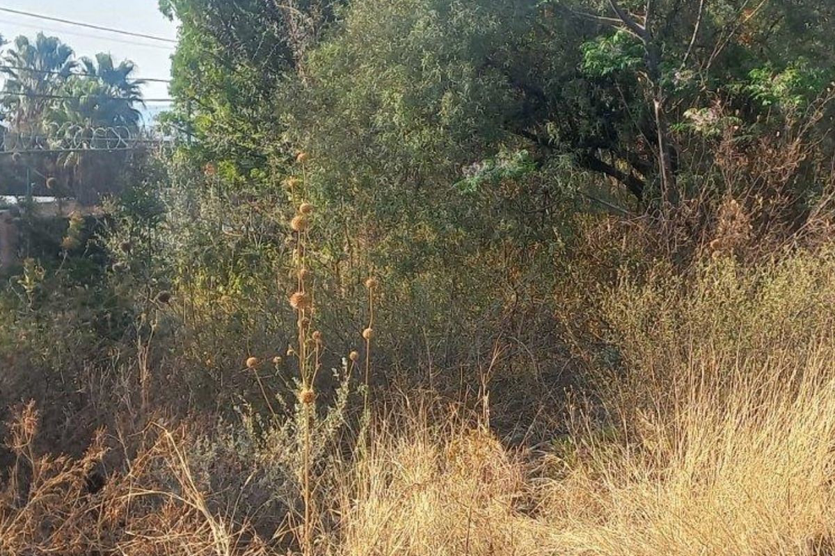 A view of a vacant residential plot featuring dense, overgrown vegetation and mature trees.