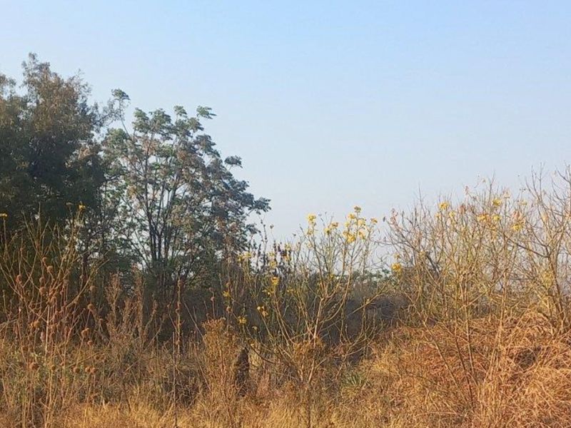 A view of the natural landscape and vegetation on the vacant residential land plot.