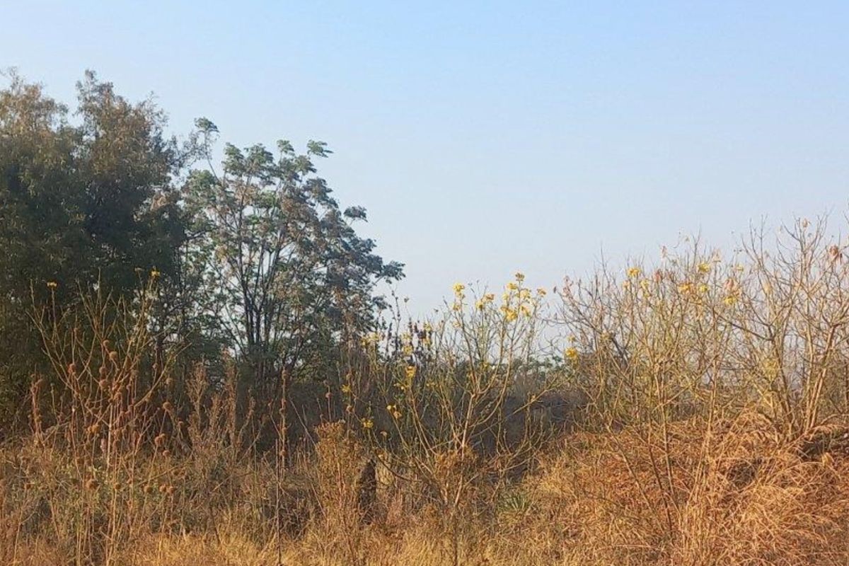 A view of the natural landscape and vegetation on the vacant residential land plot.