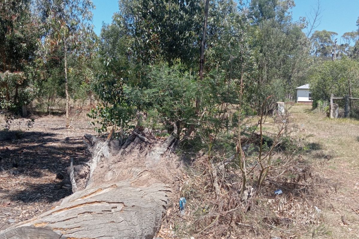 A view of a vacant residential plot featuring mature trees, natural vegetation, and a fallen tree trunk on the ground.