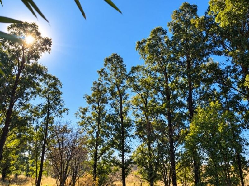 A scenic view of the farm landscape featuring mature trees and open grassy areas under a clear blue sky.