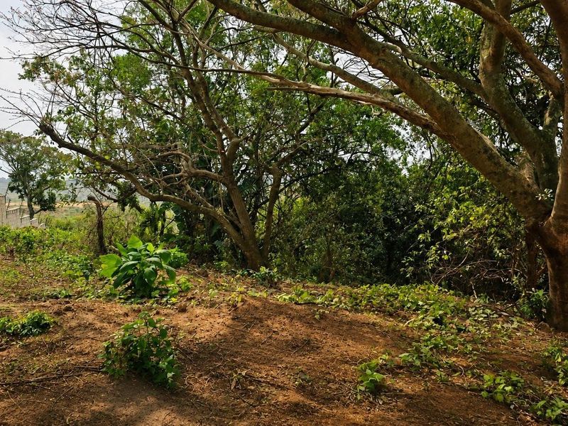 A view of the residential land featuring mature trees and a boundary wall, showcasing the natural landscape of the property.