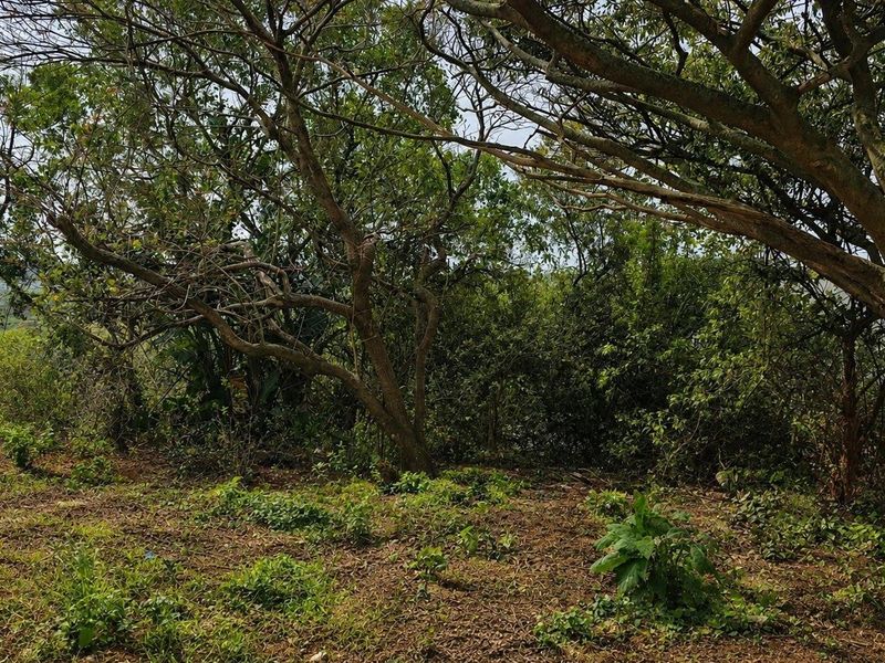 A view of a vacant residential plot featuring mature trees and natural vegetation.