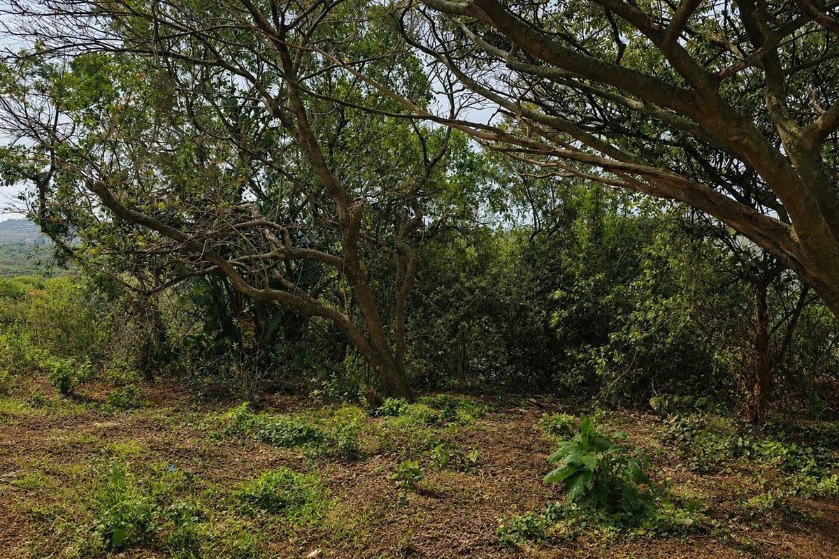A view of a vacant residential plot featuring mature trees and natural vegetation.