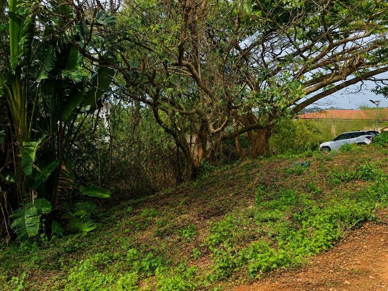 A view of a sloped, undeveloped residential plot featuring mature trees and natural vegetation.