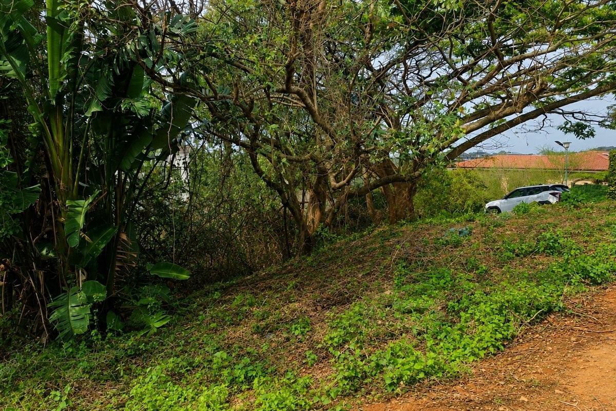 A view of a sloped, undeveloped residential plot featuring mature trees and natural vegetation.